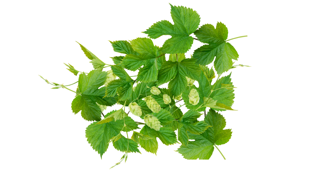 Balsam Pear Leaves Soap